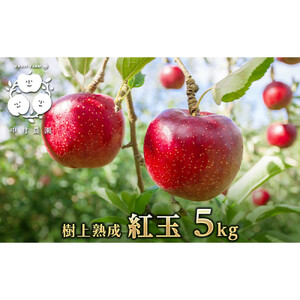 【9月下旬発送 先行予約】樹上熟成　紅玉 5kg