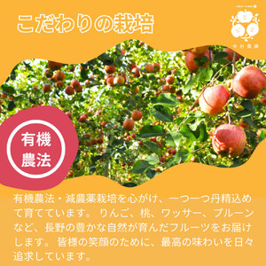 【9月下旬発送 先行予約】樹上熟成　紅玉 5kg