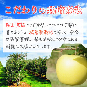 【10月中旬発送 先行予約】樹上熟成　シナノゴールド 3kg