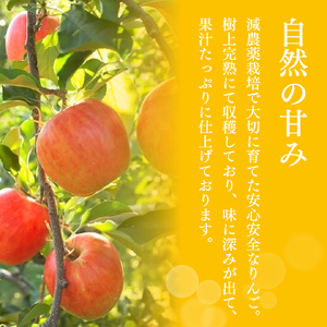 【2025年産】樹上熟成 サンふじ 5kg