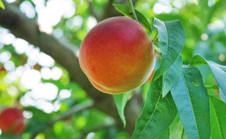 桃 先行予約 早生 ワッサー 3kg 硬い桃 フルーツ 果物 旬の果物 旬のフルーツ 2026 旬