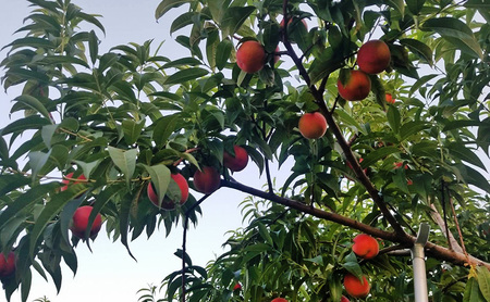 桃 先行予約 早生 ワッサー 3kg 硬い桃 フルーツ 果物 旬の果物 旬のフルーツ 2026 旬