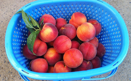 桃 先行予約 早生 ワッサー 3kg 硬い桃 フルーツ 果物 旬の果物 旬のフルーツ 2026 旬