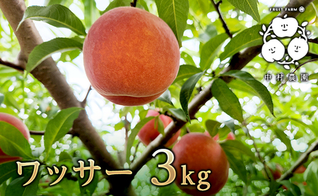  ワッサー 3kg 桃 ネクタリン 黄桃 硬い桃 果物 くだもの フルーツ 旬の果物 旬のフルーツ 季節の果物 季節のフルーツ 美味しい果物 長野県産 信州 長野 長野県 長野市