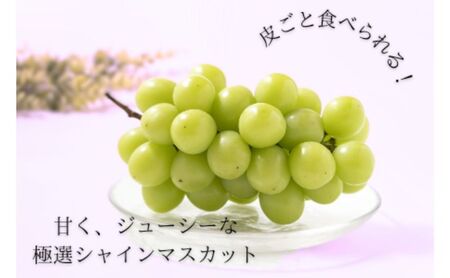 2026年産  長野市産シャインマスカット約1kg（2房） ぶどう ブドウ 葡萄 マスカット 長野県産 フルーツ 果物