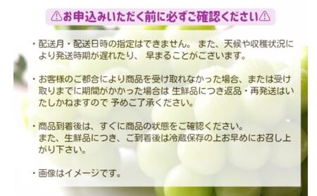 2026年産  長野市産シャインマスカット約1kg（2房） ぶどう ブドウ 葡萄 マスカット 長野県産 フルーツ 果物