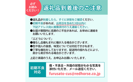 クイーンルージュ(登録商標) 1房　大房500g以上入り ぶどう ブドウ 葡萄 長野県 長野県産 2025年秋発送