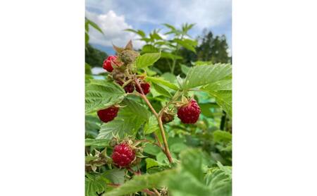信州戸隠高原きいちご(ブラックベリー2個・ラズベリー1個)ジャム 長野県 長野市 お土産 ギフト 朝食 お取り寄せ