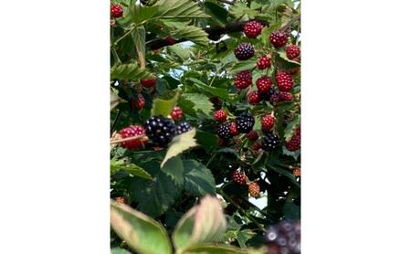 信州戸隠高原きいちご(ブラックベリー1個・ラズベリー1個)ジャム 長野県 長野市 お土産 ギフト 朝食 お取り寄せ