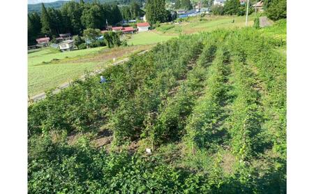 信州戸隠高原きいちご(ブラックベリー1個・ラズベリー1個)ジャム 長野県 長野市 お土産 ギフト 朝食 お取り寄せ