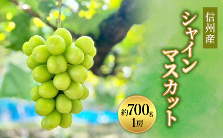 2026年産　ぶどう 信州産シャインマスカット約700g（1房）葡萄 ブドウ フルーツ 果物 シャイン マスカット デザート おやつ 信州 長野