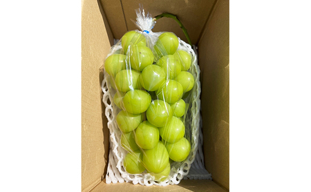 2026年産　ぶどう 信州産シャインマスカット約700g（1房）葡萄 ブドウ フルーツ 果物 シャイン マスカット デザート おやつ 信州 長野