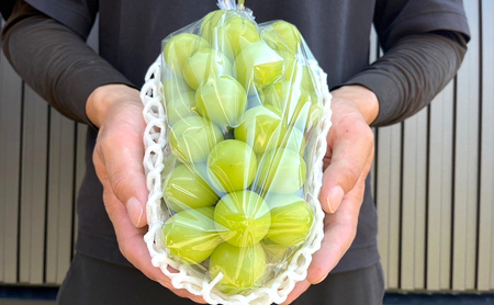 2026年産　ぶどう 信州産シャインマスカット約700g（1房）葡萄 ブドウ フルーツ 果物 シャイン マスカット デザート おやつ 信州 長野