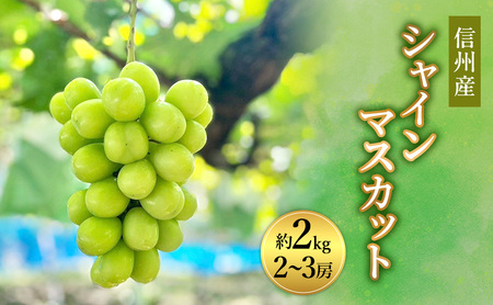 2026年産 ぶどう 信州産シャインマスカット約2kg（2～3房）葡萄 ブドウ フルーツ 果物 シャイン マスカット デザート おやつ 信州 長野