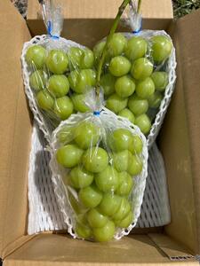 2026年産 ぶどう 信州産シャインマスカット約2kg（2～3房）葡萄 ブドウ フルーツ 果物 シャイン マスカット デザート おやつ 信州 長野