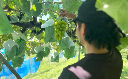 2026年産 ぶどう 信州産シャインマスカット約2kg（2～3房）葡萄 ブドウ フルーツ 果物 シャイン マスカット デザート おやつ 信州 長野