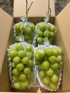 2026年産　ぶどう 信州産シャインマスカット約3kg（3～4房）葡萄 ブドウ フルーツ 果物 シャイン マスカット デザート おやつ 信州 長野