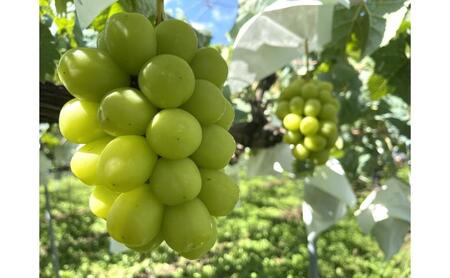 ぶどう シャインマスカット1kg以上 果物 信州 長野県 長野市 