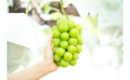 ぶどう シャインマスカット1.8kg以上 果物 信州 長野県 長野市 