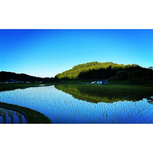 信州長野市芋井産 あきたこまち 5kg