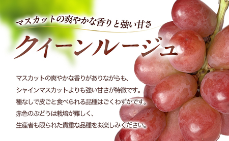 2026年産 クイーンルージュ? ＆シャインマスカット1kg以上2～3房入り