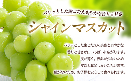 2026年産 クイーンルージュ? ＆シャインマスカット1kg以上2～3房入り