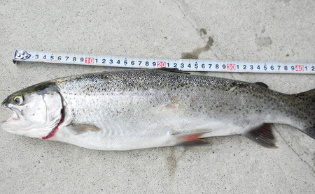 長野県 長野市 【裾花川本流・支流】 裾花川水系漁協 デジタル遊漁券 年券 アユ以外の魚種