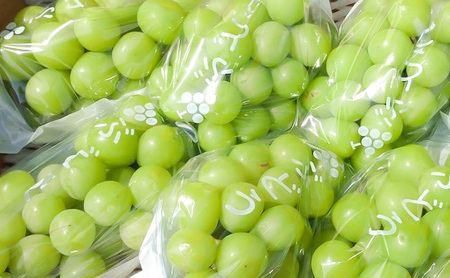 2026年産　長野県長野市産シャインマスカット 約3kg 4房～7房 シャイン マスカット 葡萄 ぶどう 果物 フルーツ 信州