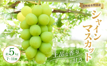 2026年産 長野県長野市産シャインマスカット 約5kg 7房~11房 シャイン マスカット 葡萄 ぶどう 果物 フルーツ 信州