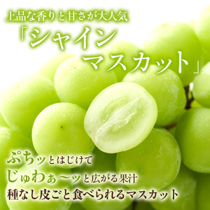 2026年産 長野県長野市産シャインマスカット 約5kg 7房~11房 シャイン マスカット 葡萄 ぶどう 果物 フルーツ 信州