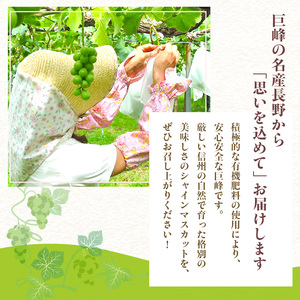 2026年産 長野県長野市産シャインマスカット 約5kg 7房~11房 シャイン マスカット 葡萄 ぶどう 果物 フルーツ 信州