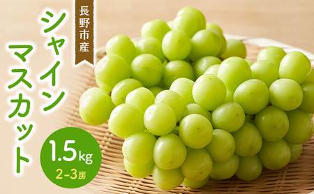 2026年産シャインマスカット 1.5kg 2-3房 長野市産 フルーツ 果物 ぶどう ※配送不可:沖縄、離島