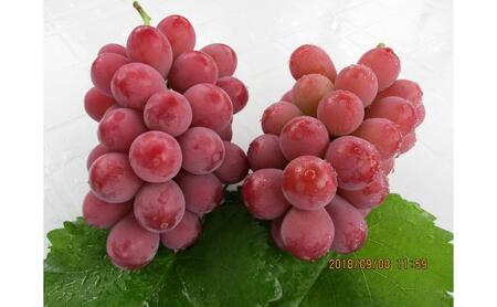 2026年産 クイーンニーナ 2房 約1kg ぶどう 葡萄 フルーツ 果物 長野市