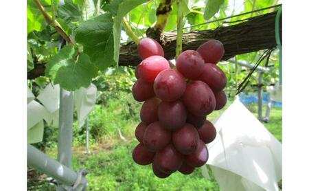 2026年産 クイーンルージュ(R) 2房 約1kg ぶどう 葡萄 フルーツ 果物 長野市