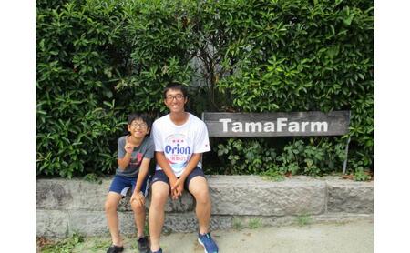 2026年産 クイーンルージュ(R) 2房 約1kg ぶどう 葡萄 フルーツ 果物 長野市