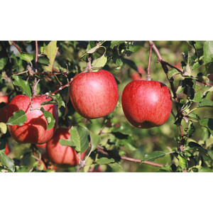 2026年産 ご自宅用 完熟サンふじ 7-10個入り リンゴ フルーツ 果物 デザート 信州 長野市