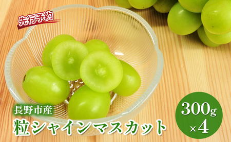2026年産 粒シャイン300g×4　シャインマスカット 果物類 ぶどう フルーツ 果物 長野市