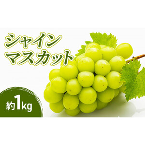 2026年産先行予約シャインマスカット 1kg 果物 フルーツ マスカット 長野県