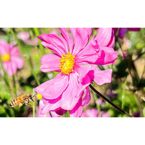 アカシア、りんご、百花はちみつセット　各200g×３本