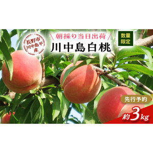 川中島白桃約３kg（8～10玉）