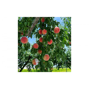 川中島白桃約３kg（8～10玉）