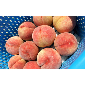 川中島白桃約３kg（8～10玉）