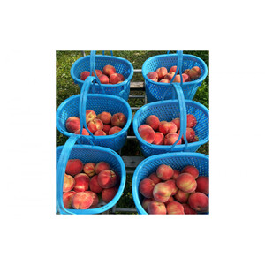 川中島白桃約３kg（8～10玉）