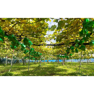 シャインマスカット　約1kg（2房）