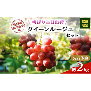 【先行予約】【数量限定】【朝採り当日出荷】信州・長野市川中島平産 ぶどう「クイーンルージュ」セット 約2kg（4～5房） 2026年9月下旬より順次発送