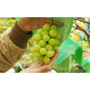 【セット】シャインマスカット、クイーンルージュセット　約1kg（2房）