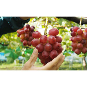 【セット】シャインマスカット、クイーンルージュセット　約1kg（2房）