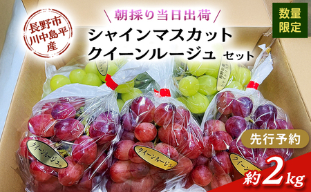 【先行予約】【数量限定】【朝採り当日出荷】信州・長野市川中島平産 ぶどう「シャインマスカット、クイーンルージュ」セット 約2kg（4～5房） 2026年9月下旬より順次発送