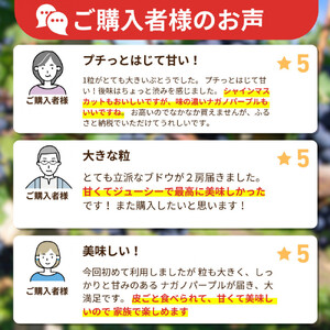 長野市産 ナガノパープル1kg【2026年9月以降出荷分】果物 くだもの フルーツ デザート 種無し 大粒 旬 長野市