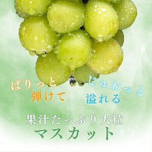 長野県 長野市産 シャインマスカット1kg(1～3房)【2026年9月下旬頃～発送予定】（矢島農園）